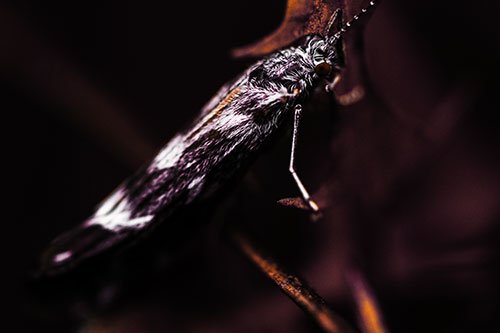 Arm Resting Leaf Blotch Miner Moth (Orange Tint Photo)