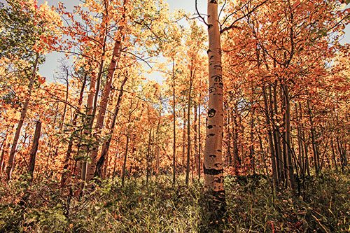 Aspen Trees Illuminate Among Sunshine (Orange Tint)