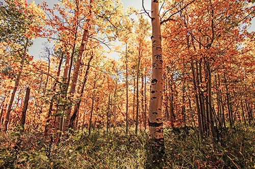 Aspen Trees Illuminate Among Sunshine (Orange Tint Photo)