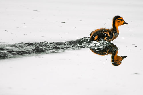 Baby Mallard Duckling Running Across Lake Water (Orange Tint Photo)