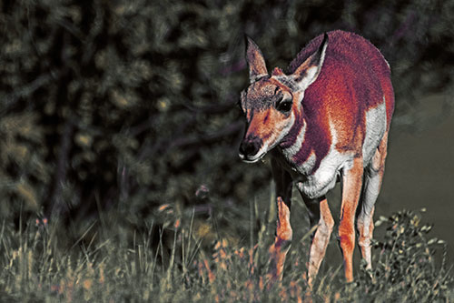 Baby Pronghorn Feasts Among Grass (Orange Tint Photo)