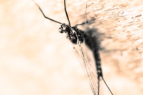 Back Bending Big Eyed Mayfly Resting (Orange Tint Photo)