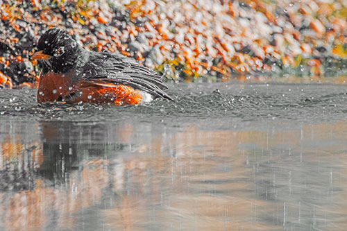 Bathing American Robin Splashing Water Along Shoreline (Orange Tint Photo)
