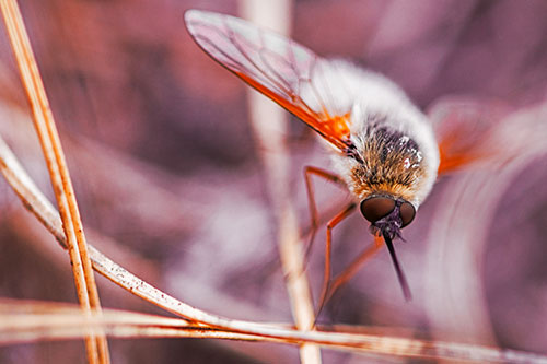 Bee Fly Balances Atop Dried Grass Blades (Orange Tint)
