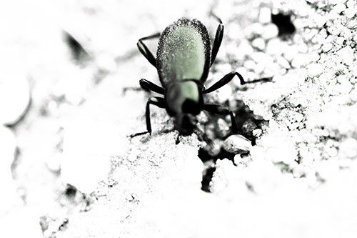 Beetle Beside Dirt Hole (Orange Tint Photo)