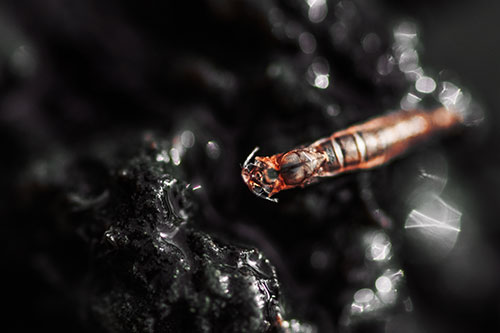 Bent Antenna Larva Slithering Across Soaked Rock (Orange Tint Photo)