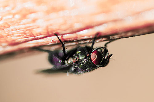 Big Eyed Blow Fly Perched Upside Down (Orange Tint Photo)