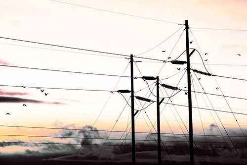 Bird Flock Flying Behind Powerline Sunset (Orange Tint Photo)