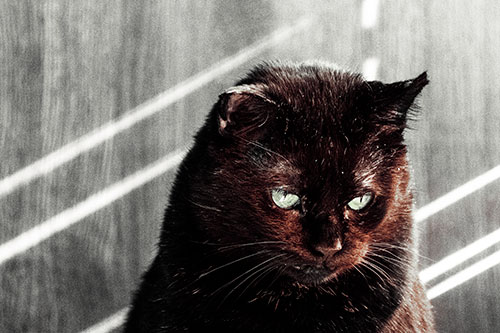 Black Cat Looking Downwards Among Sun Rays (Orange Tint)