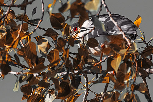 Black Crowned Night Heron Hiding Among Leaves (Orange Tint)