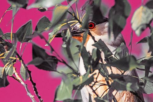 Black Crowned Night Heron Keeping Watch Among Leaves (Orange Tint)