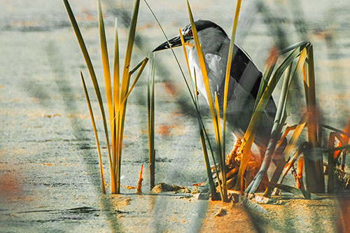 Black Crowned Night Heron Perched Atop Water Reed Grass (Orange Tint Photo)