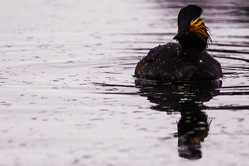 Black Necked Eared Grebe Floating Atop Lake (Orange Tint)