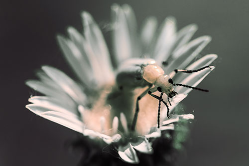 Blister Beetle Guards Gumplant Flower (Orange Tint)