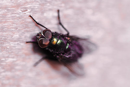 Blow Fly Spread Vertically (Orange Tint Photo)