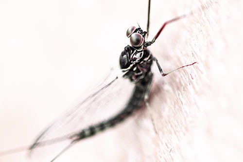 Body Bending Mayfly Resting Vertically (Orange Tint Photo)