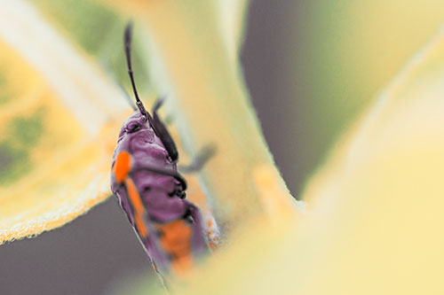 Boxelder Beetle Crawling Up Plant Stem (Orange Tint Photo)
