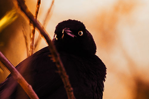 Brewers Blackbird Keeping Watch (Orange Tint Photo)