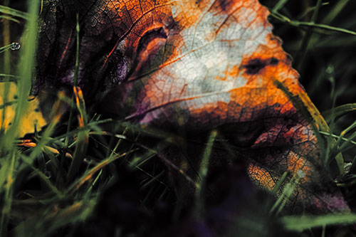 Bruised Rotting Leaf Face Among Grass (Orange Tint Photo)