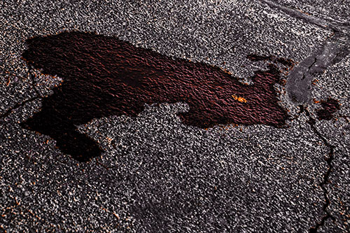 Bunny Rabbit Pavement Puddle Figure Formation (Orange Tint)
