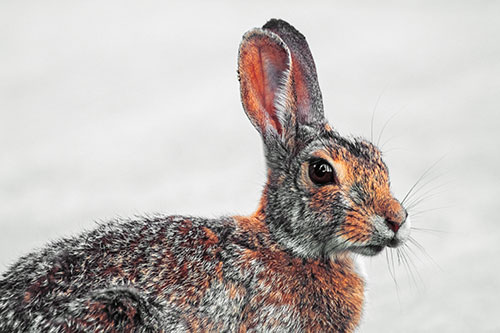 Bunny Rabbit Taking Gander Around Park (Orange Tint)