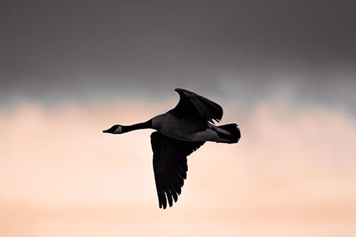 Canadian Goose Flying Among Sunrise (Orange Tint Photo)