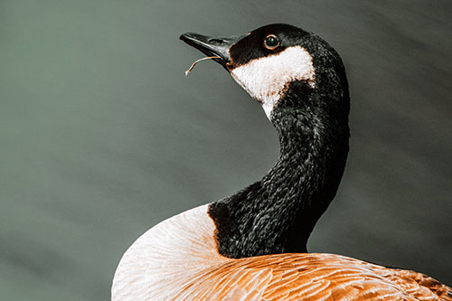 Canadian Goose Munches Single Grass Blade (Orange Tint)