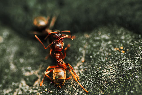 Carpenter Ants Battling Over Territory (Orange Tint Photo)