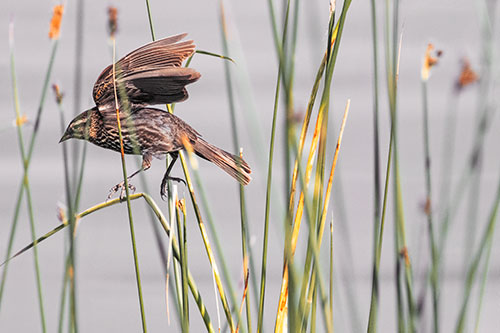 Cattail Jumping Female Red Winged Blackbird (Orange Tint)