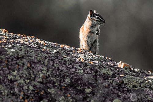 Chipmunk Standing Atop Sloping Fungi Rock (Orange Tint Photo)