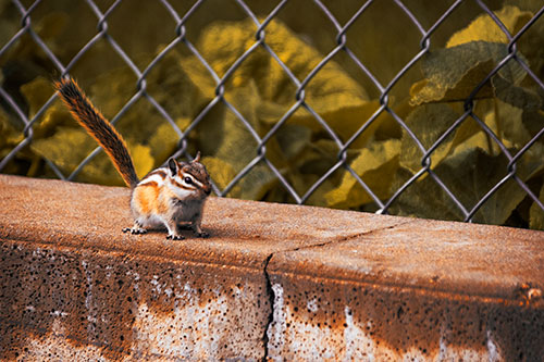 Chipmunk Walking Along Wet Concrete Wall (Orange Tint Photo)