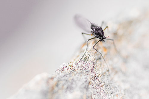 Chironomid Midge Fly Standing Along Rock Edge (Orange Tint Photo)