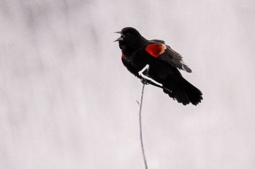 Chirping Red Winged Blackbird Atop Snowy Branch (Orange Tint Photo)