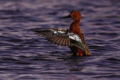 Cinnamon Teal Duck Flaps Wings Among Lake (Orange Tint)