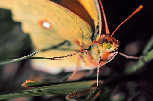 Cloudless Sulphur Butterfly Taking Stance (Orange Tint)