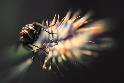 Cluster Fly Rides Plant Top Among Wind (Orange Tint Photo)