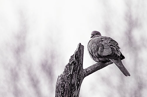 Collared Dove Sitting Atop Broken Tree (Orange Tint)