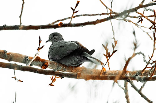 Collared Dove Sitting Atop Tree Branch (Orange Tint Photo)