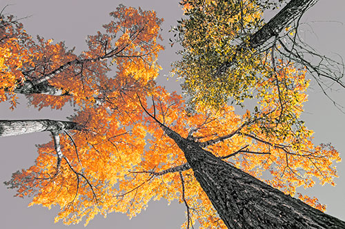 Colorful Towering Autumn Trees Among Clear Sky (Orange Tint)