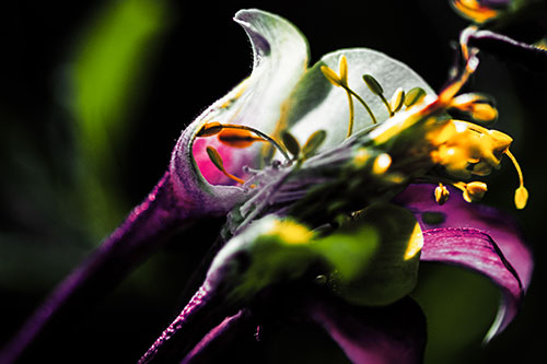Columbine Flower Face Embracing Sunlight (Orange Tint)