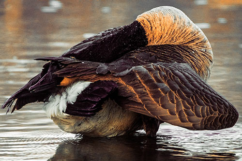 Contorting Canadian Goose Playing Peekaboo (Orange Tint Photo)