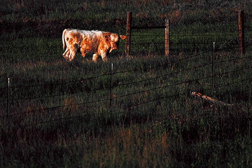 Cow Glances Sideways Beside Barbed Wire Fence (Orange Tint Photo)