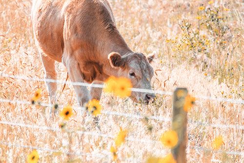 Cow Snacking On Grass Behind Fence (Orange Tint Photo)