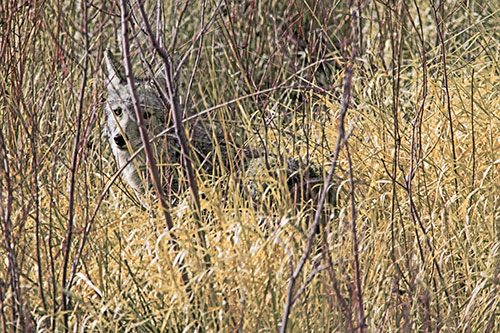 Coyote Makes Eye Contact Among Tall Grass (Orange Tint)