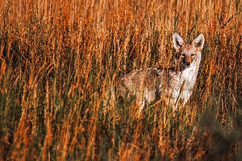 Coyote Watches Among Feather Reed Grass (Orange Tint Photo)