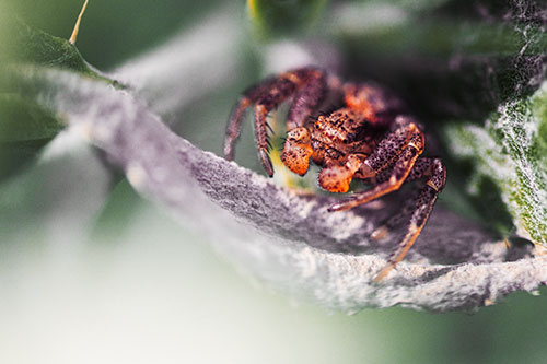 Crab Spider Cowers Among Leaf Petal (Orange Tint)