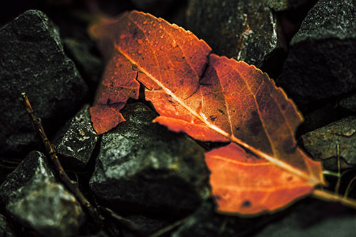 Cracked Soggy Leaf Face Rests Among Rocks (Orange Tint Photo)