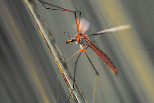 Crane Fly Clinging Ahold To Grass Blade (Orange Tint)