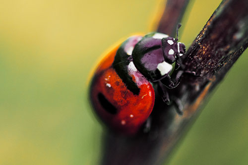 Crawling Ladybug Climbing Up Plant Stem (Orange Tint Photo)