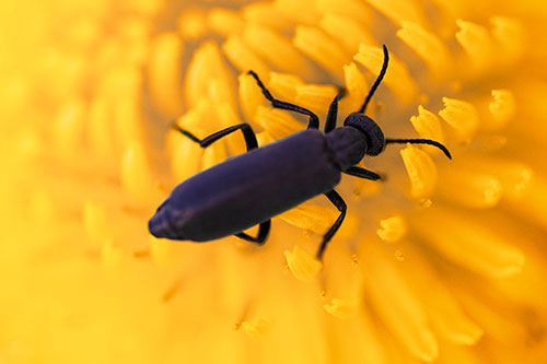 Crawling Oedemera Beetle Searching Atop Dandelion (Orange Tint)